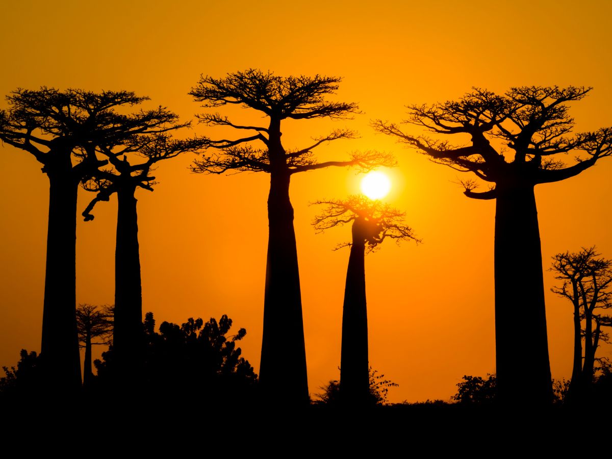 Каменный лес и аллея баобабов